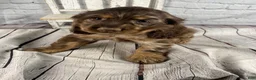 Cocker Spaniel dogs for sale: Pebbles - Ad 7
