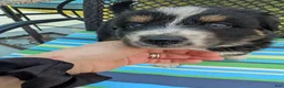 Australian Shepherd dogs for sale: Australian Shepherd Puppy 2 - Ad 2