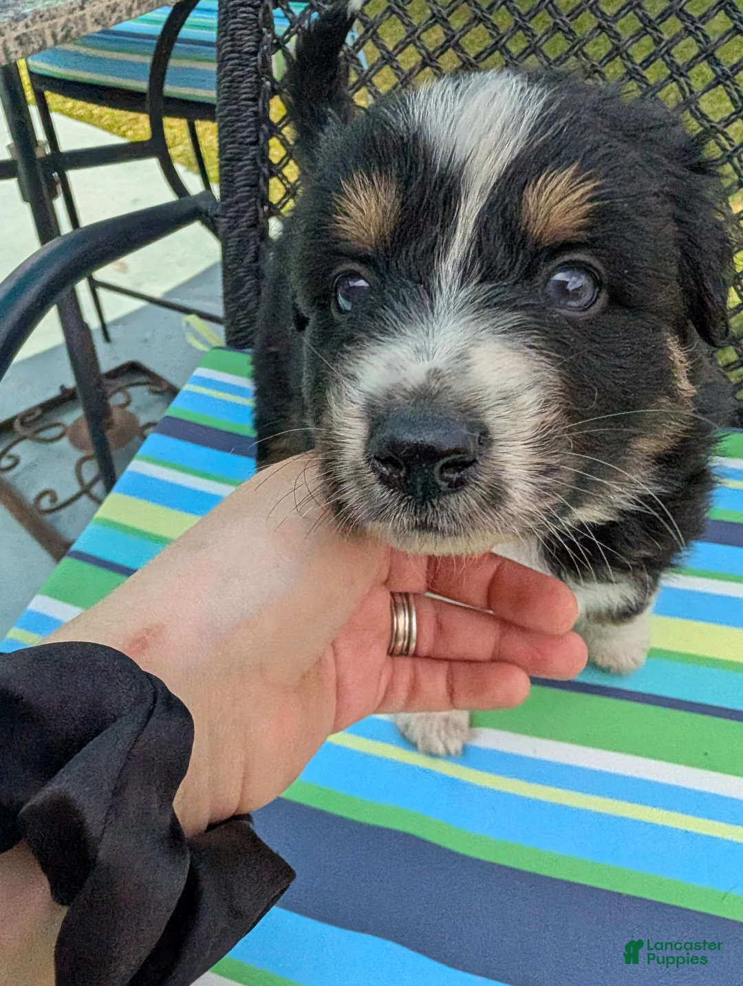 Australian Shepherd dogs for sale: Australian Shepherd Puppy 2 - Ad 2