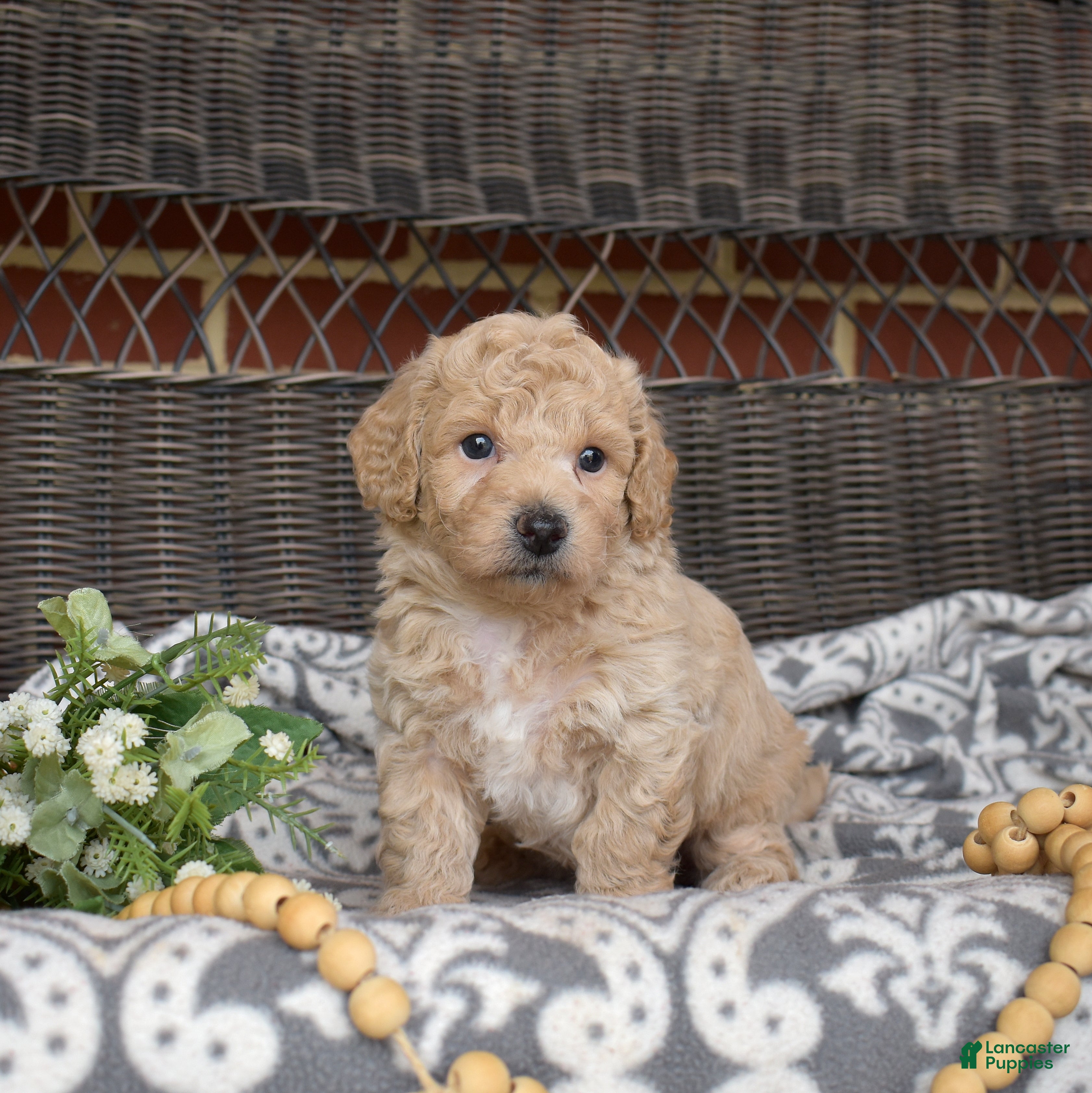 Bichpoo dogs Rookie - Ad 1