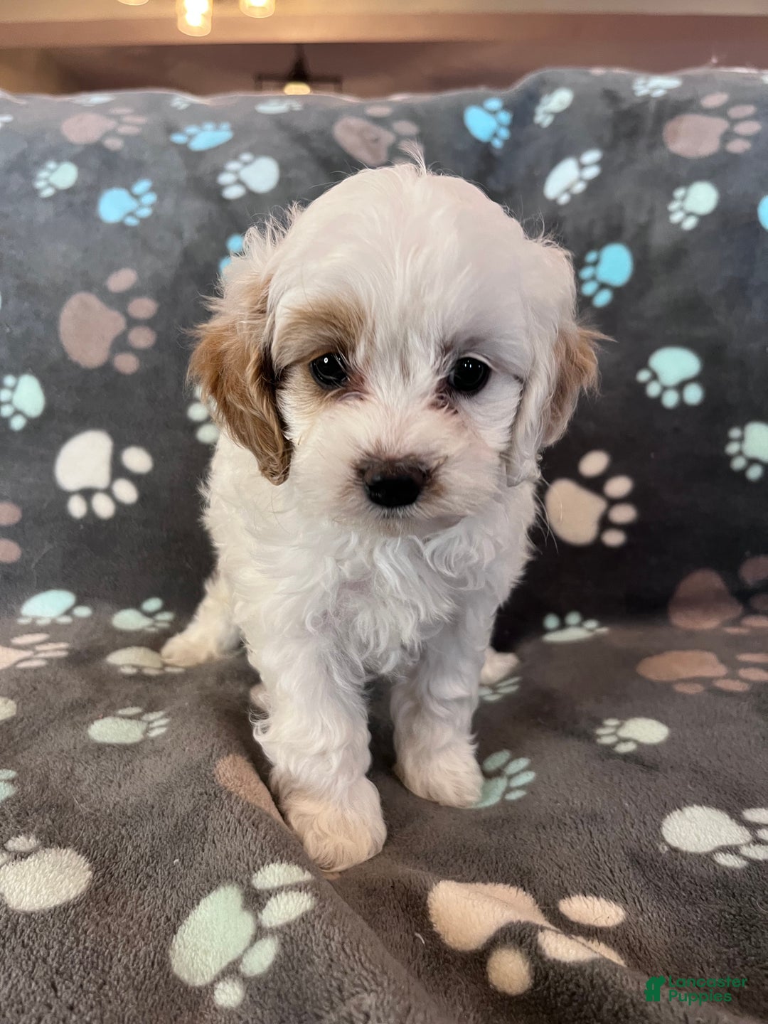 Cockapoo dogs for sale: Cockapoo Puppy 3 - Ad 9