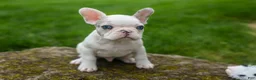 French Bulldog dogs for sale: Axel (Platinum with Blue Eyes) 💙🐾 - Ad 9