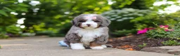 Mini Bernedoodle dogs for sale: Remi - Ad 4