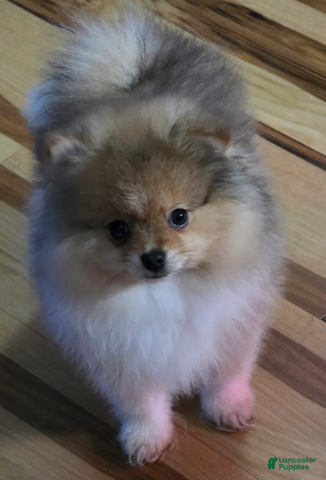 Pomeranian dogs for sale: Pomeranian Puppy 1 - Ad 8