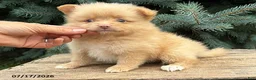 Pomeranian dogs for sale: Penny - Ad 2