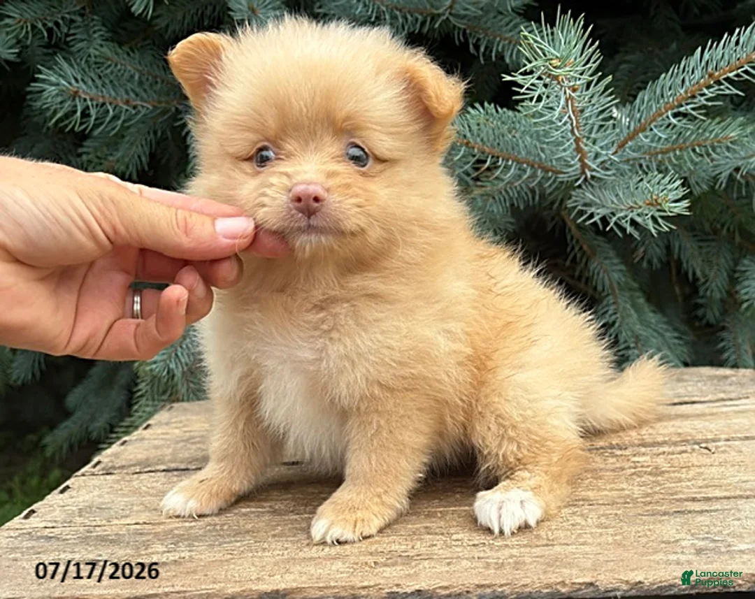 Pomeranian dogs for sale: Penny - Ad 2