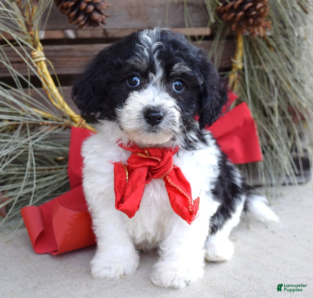 Bichpoo dogs for sale: Baxter - Ad 3