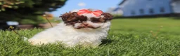 Shihpoo dogs for sale: Tabby - Ad 3