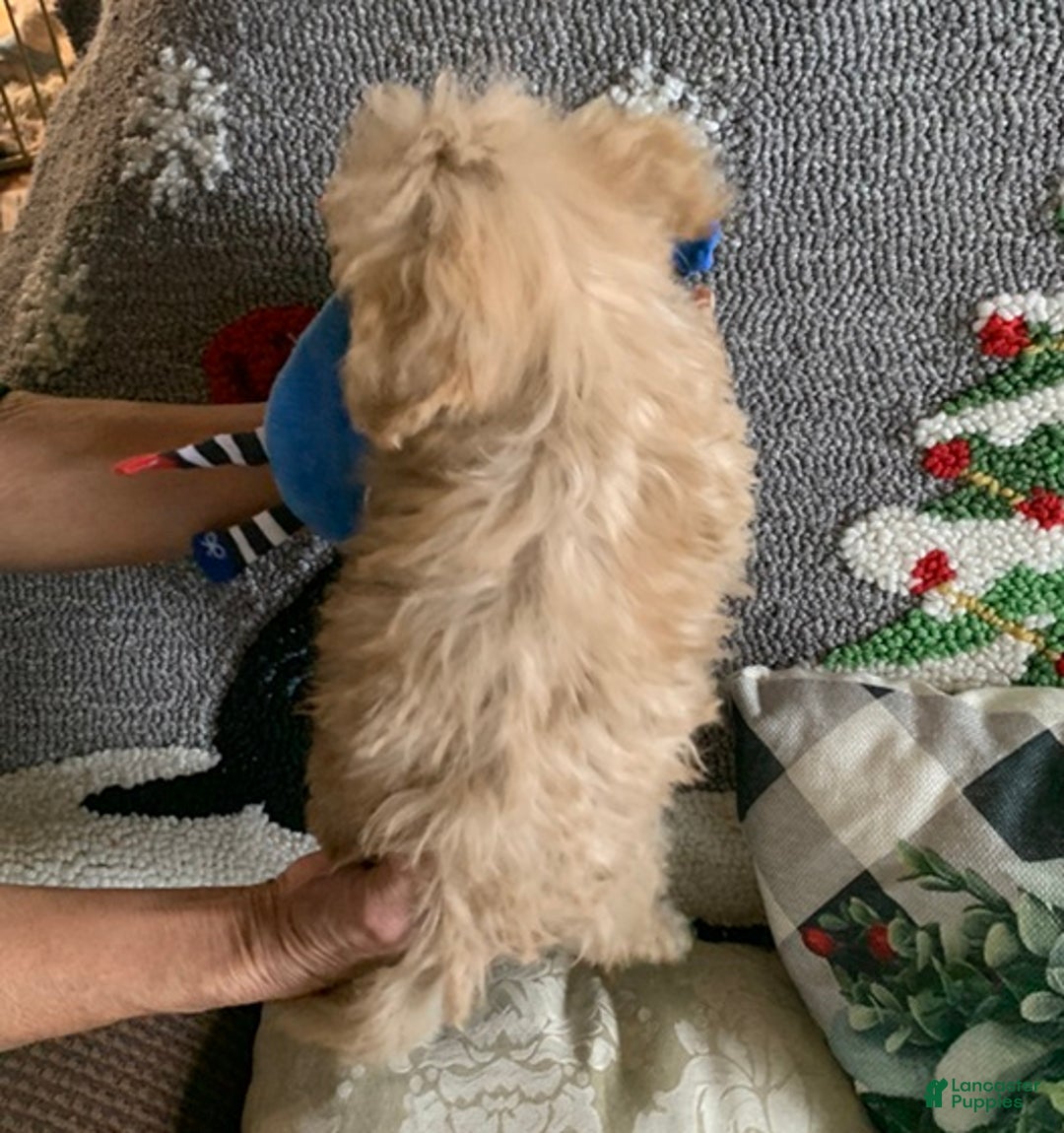 Cockapoo dogs for sale: Cockapoo Puppy 1 - Ad 2