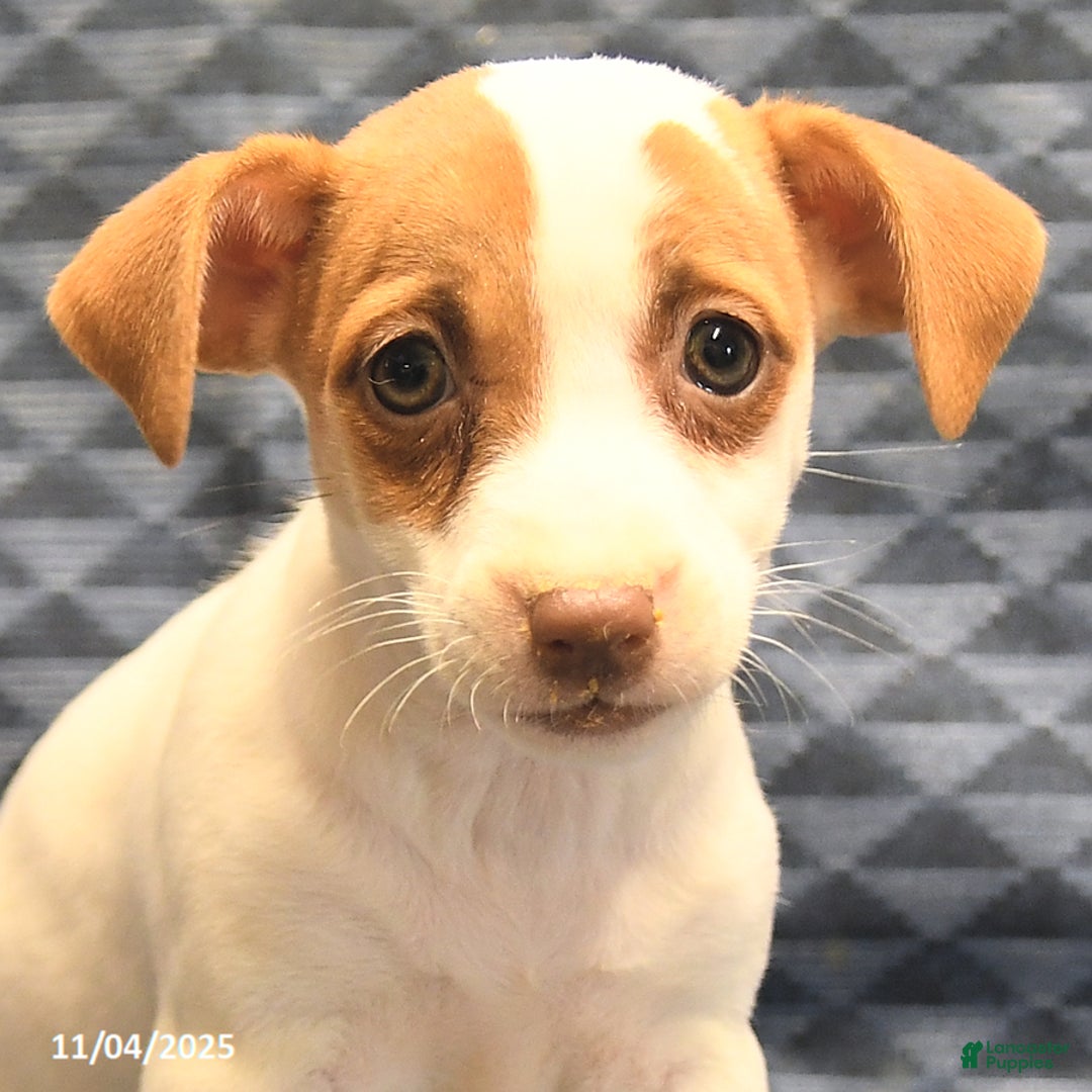 Jack Russell Terrier dogs for sale: Anna - Ad 5