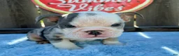 English Bulldog dogs for sale: Zully - Ad 5