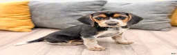 Beagle dogs for sale: Sylvie - Ad 3
