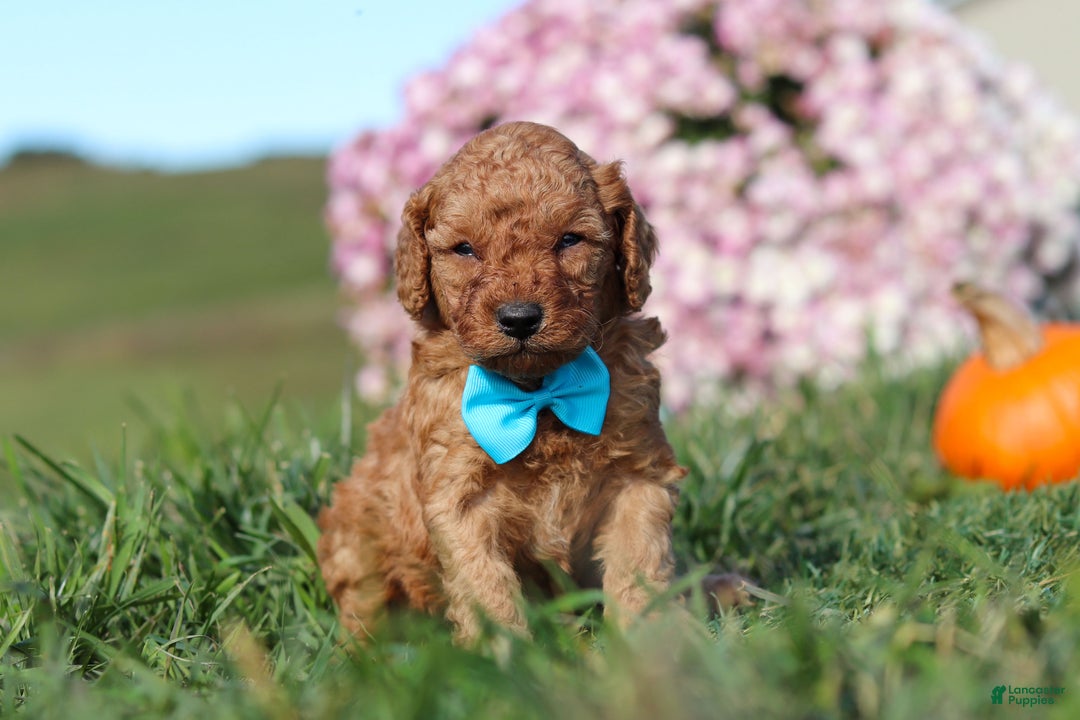 Cavapoo dogs for sale: Baxter - Ad 5