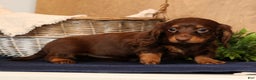 Miniature Dachshund dogs for sale: Alli - Ad 3