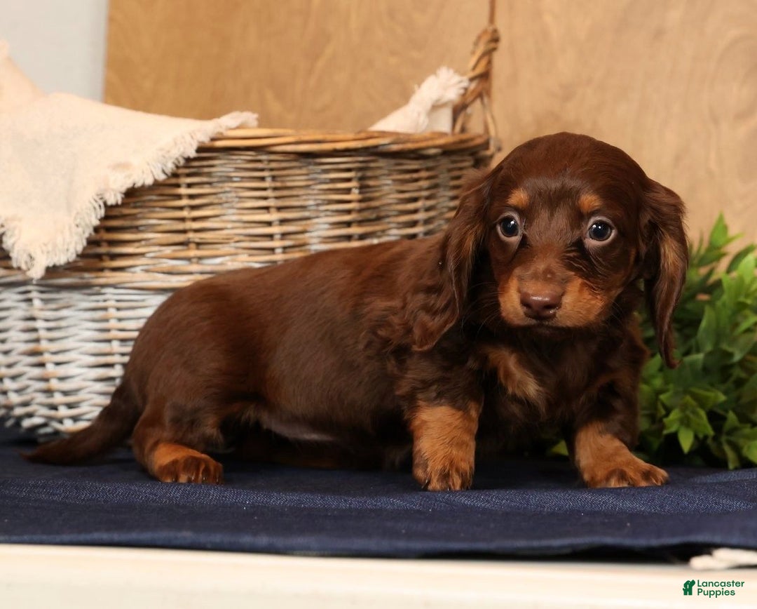 Miniature Dachshund dogs for sale: Alli - Ad 3