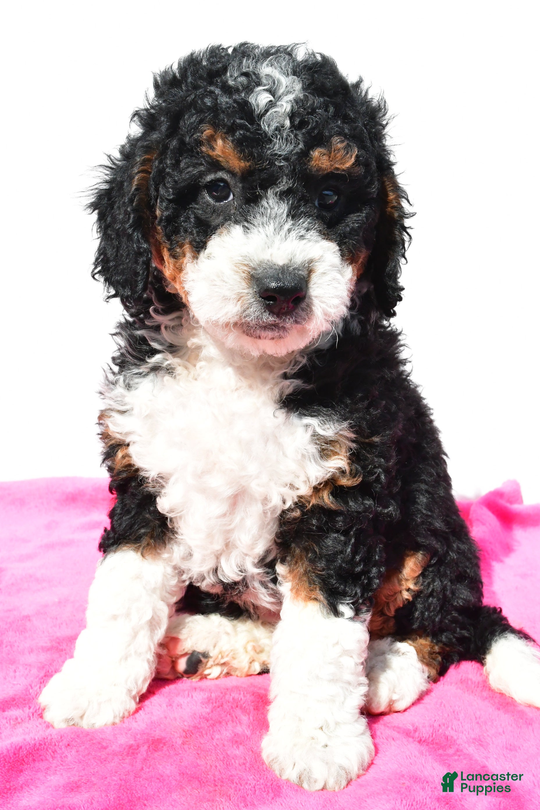Mini Bernedoodle dogs Ashley - Ad 1