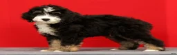 Mini Bernedoodle dogs for sale: Ranger - Ad 3