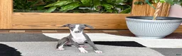 Italian Greyhound dogs for sale: Italian Greyhound 3 blue girl  - Ad 9