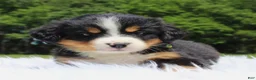 Bernese Mountain Dog dogs for sale: Ivy - Ad 3