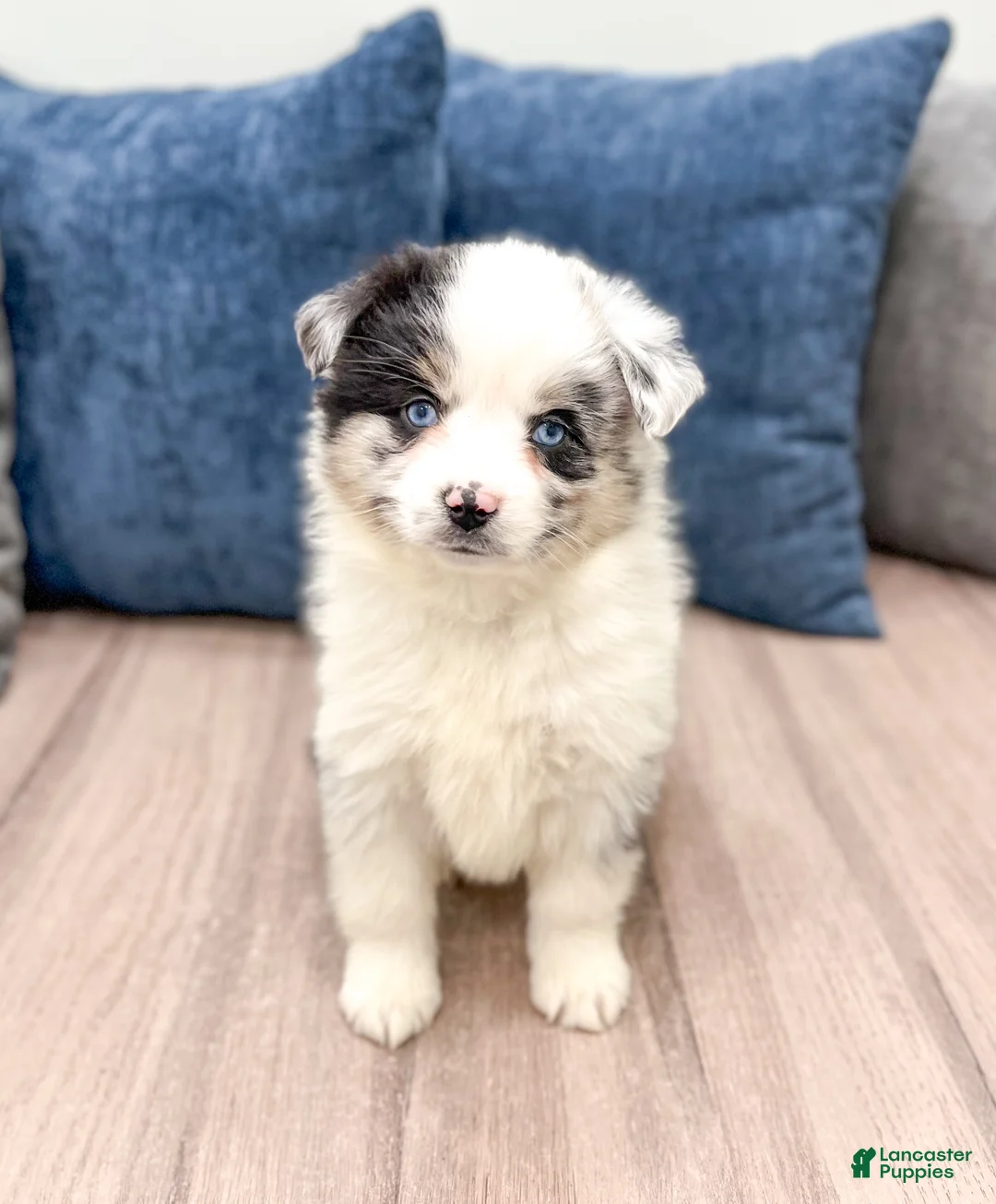 Miniature Australian Shepherd dogs for sale: Lily - Ad 1