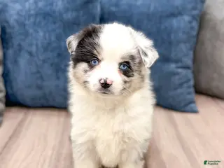 Miniature Australian Shepherd dogs Lily - Ad 42