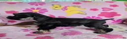 Miniature Schnauzer dogs for sale: Marcie - Ad 4