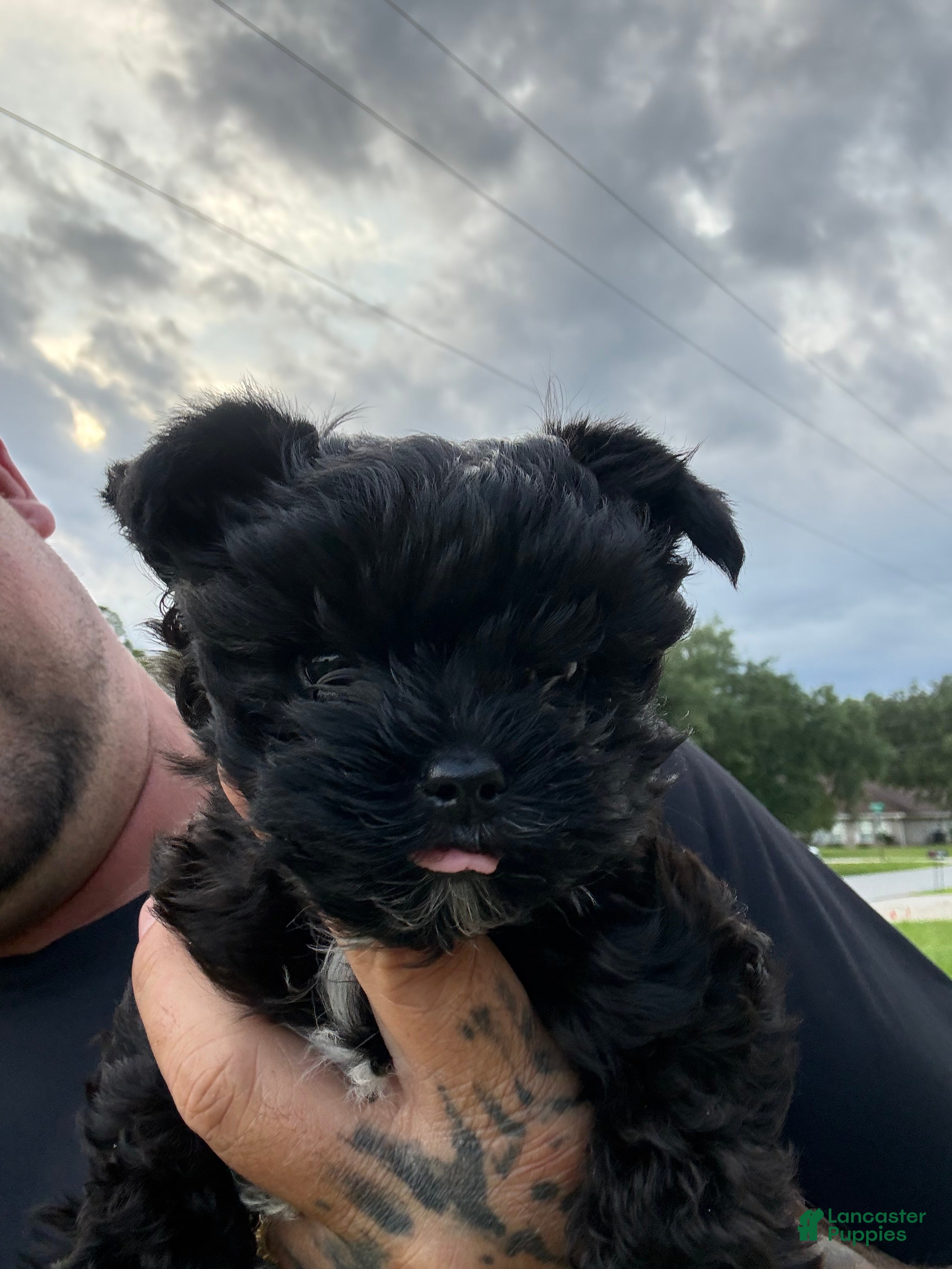 Yorkshire Terrier dogs Kevin  - Ad 2