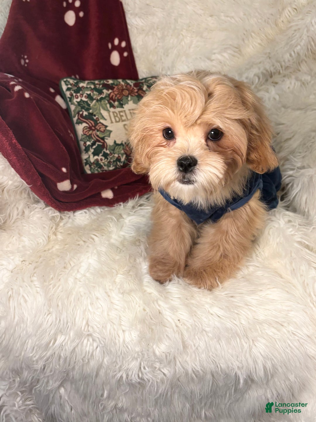 Mixed Breed dogs for sale: Willow - Ad 4