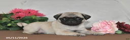 Pug dogs for sale: Frisky - Ad 5