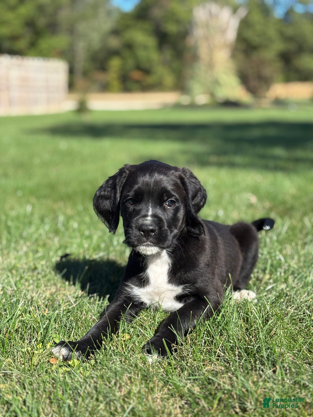 Mixed Breed dogs for sale: Freman - Ad 2
