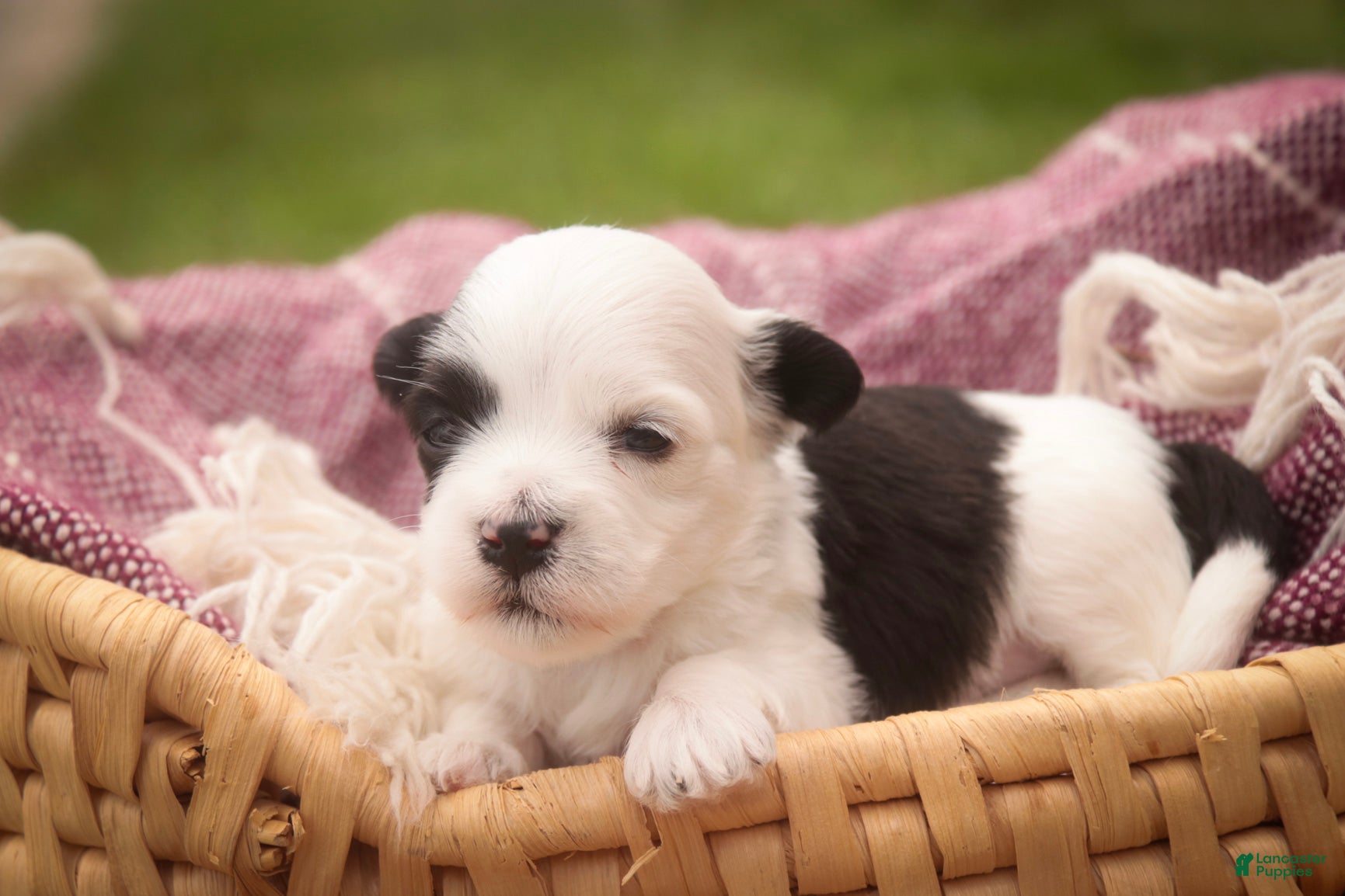 Havanese dogs Penny Havanese  - Ad 2