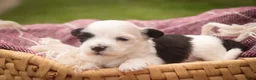 Havanese dogs for sale: Penny Havanese  - Ad 2