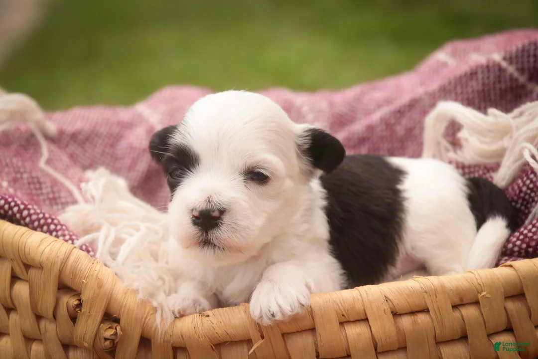Havanese dogs for sale: Penny Havanese  - Ad 2