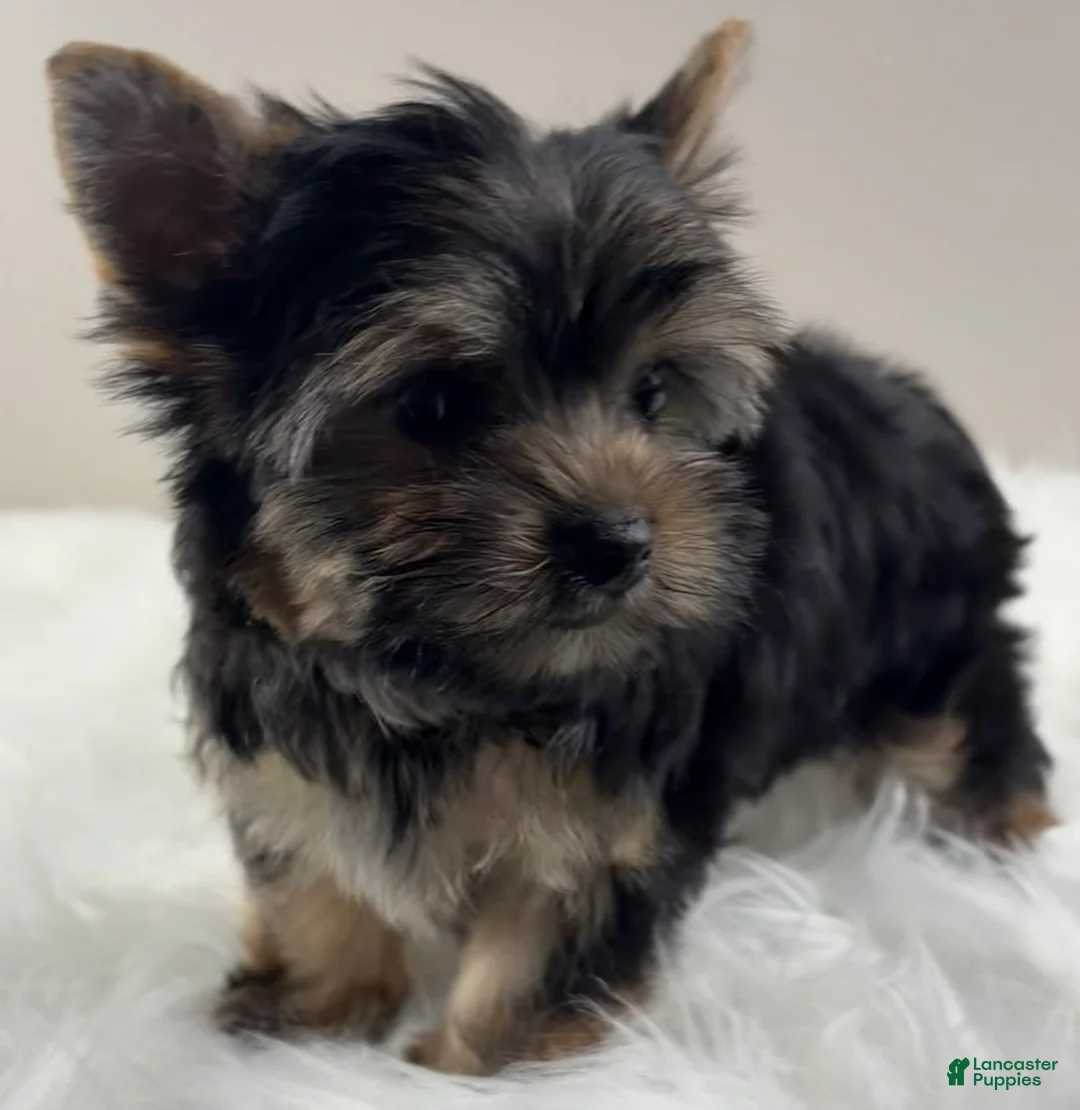 Yorkshire Terrier dogs for sale: AJ - Ad 1