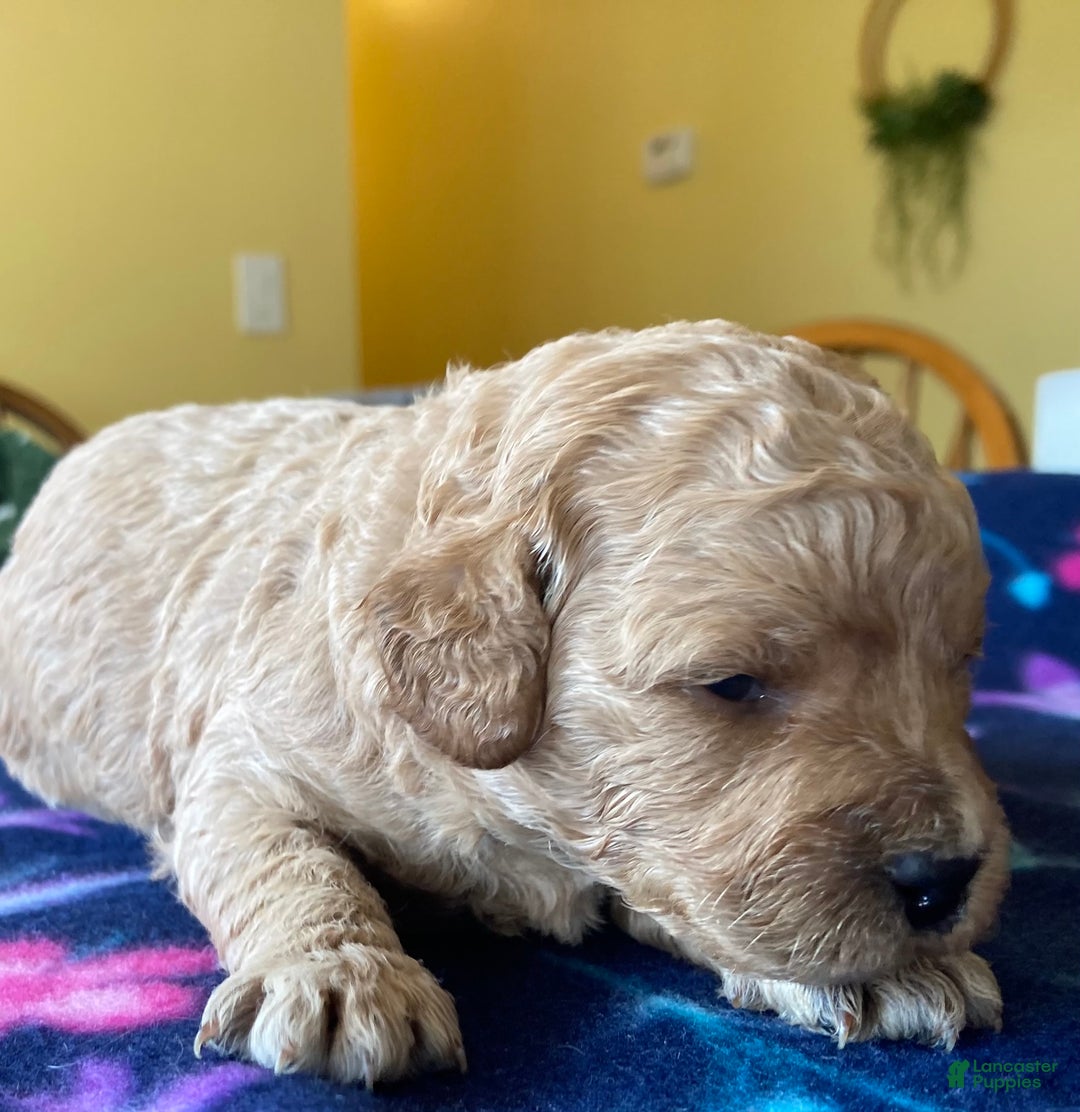 Labradoodle dogs for sale: Gracie - Ad 3