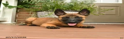 Belgian Malinois dogs for sale: Ripple - Ad 3