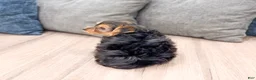 Yorkshire Terrier dogs for sale: Mickey - Ad 5