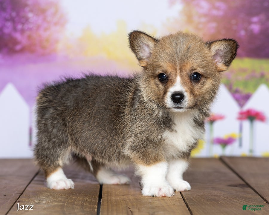 Welsh Corgi Pembroke dogs Jazz - Ad 2