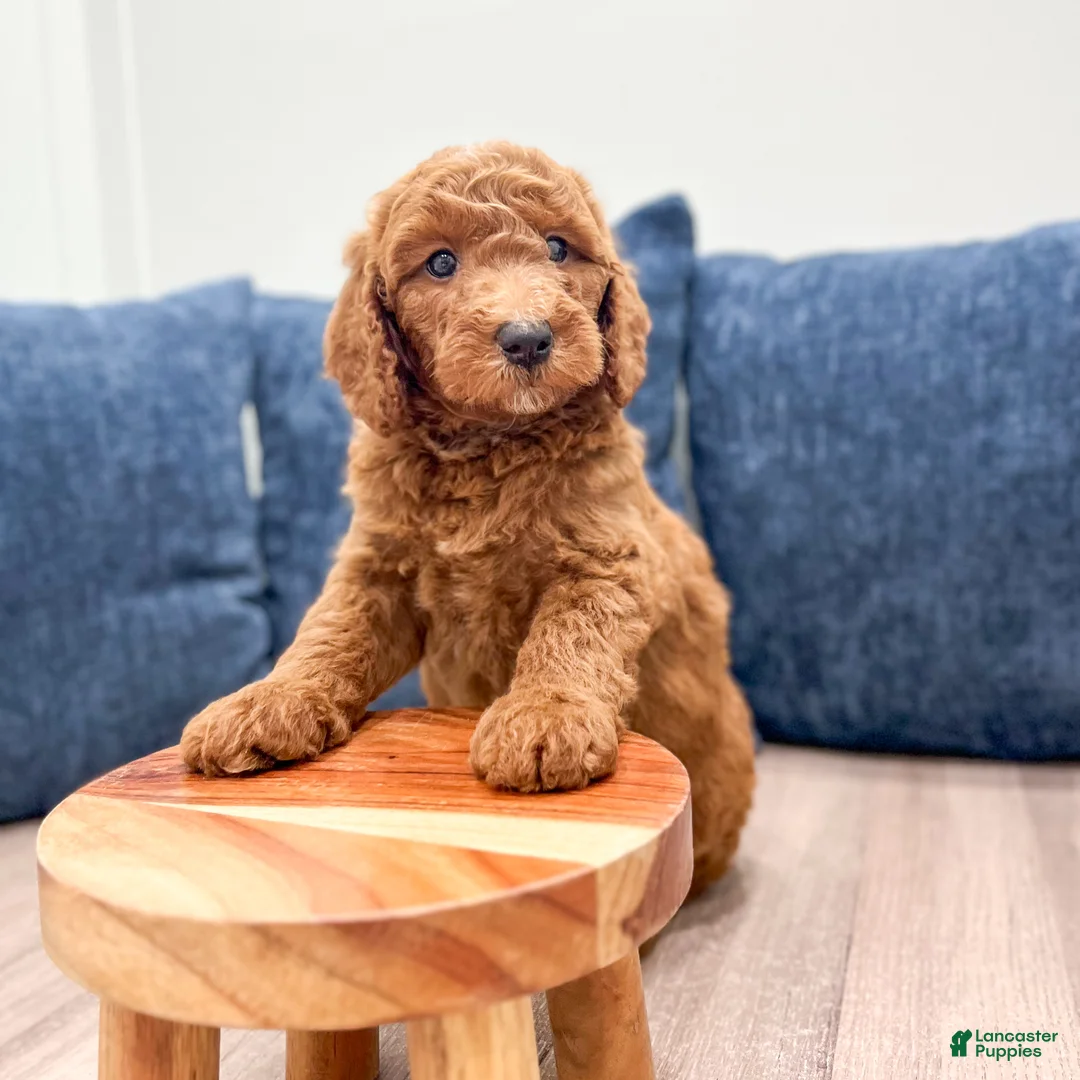 Mini Goldendoodle dogs for sale: Max - Ad 2