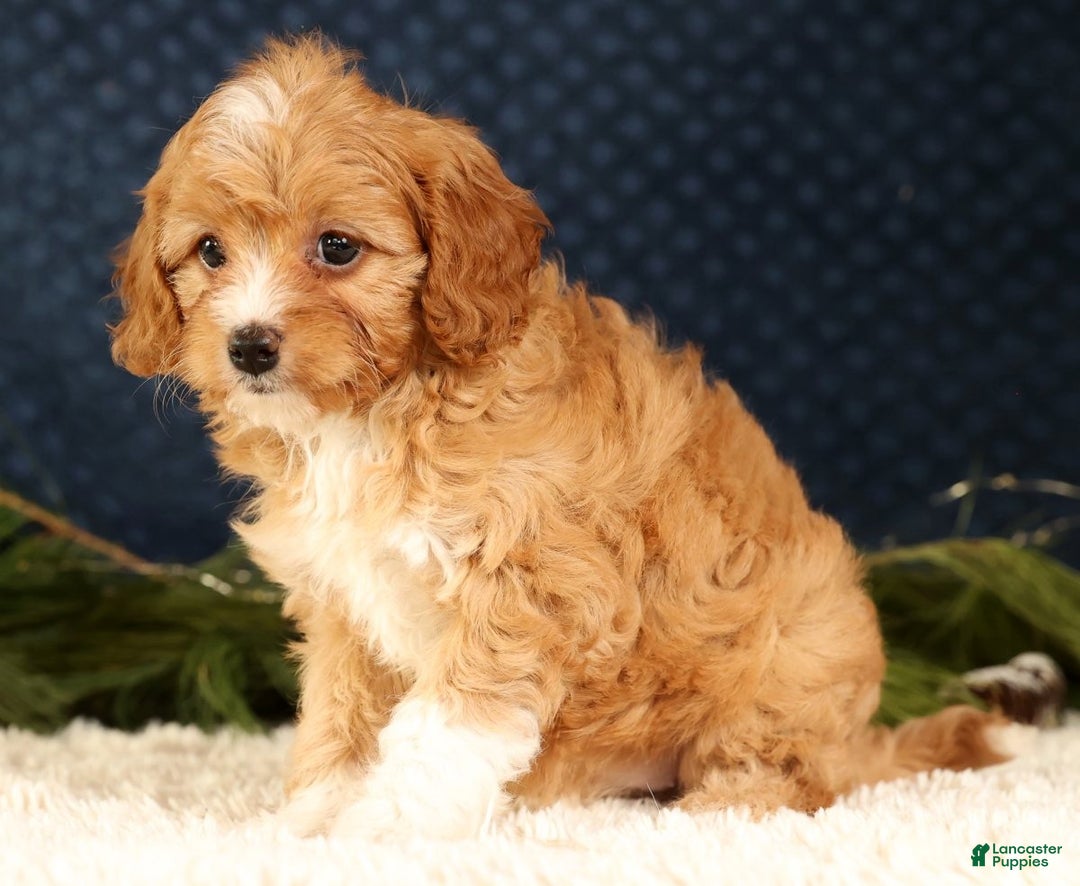 Cavapoo dogs for sale: Vanessa - Ad 6