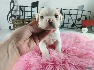 French Bulldog dogs French Bulldog Pups, NATIONWIDE DELIVERY - Ad 25