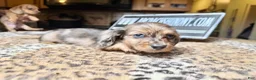 Miniature Dachshund dogs for sale: Brapple boy-2 blue eyes - Ad 3