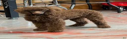Miniature Poodle dogs for sale: Hershall - Ad 3