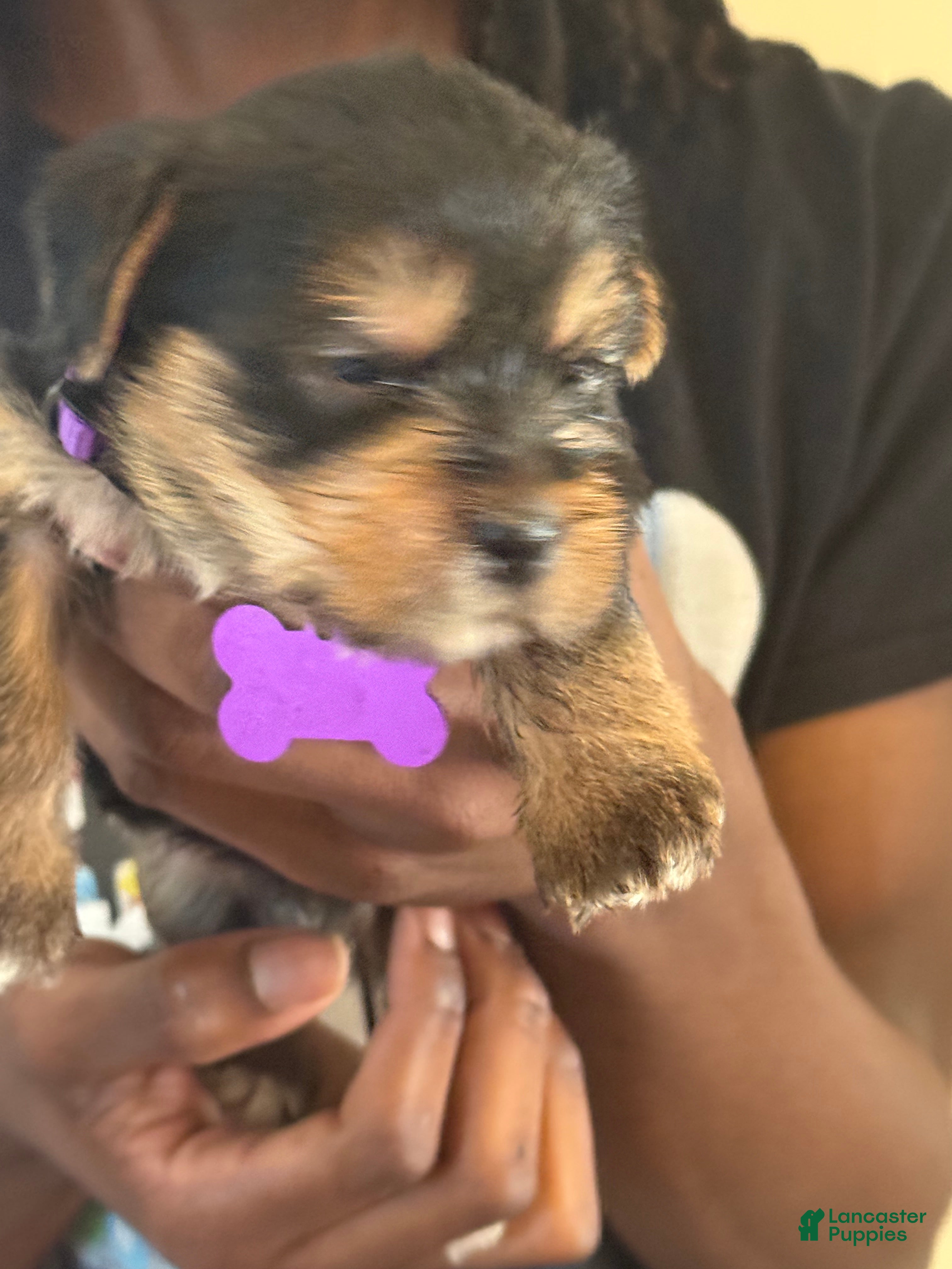 Yorkshire Terrier dogs for sale: Nara  - Ad 41