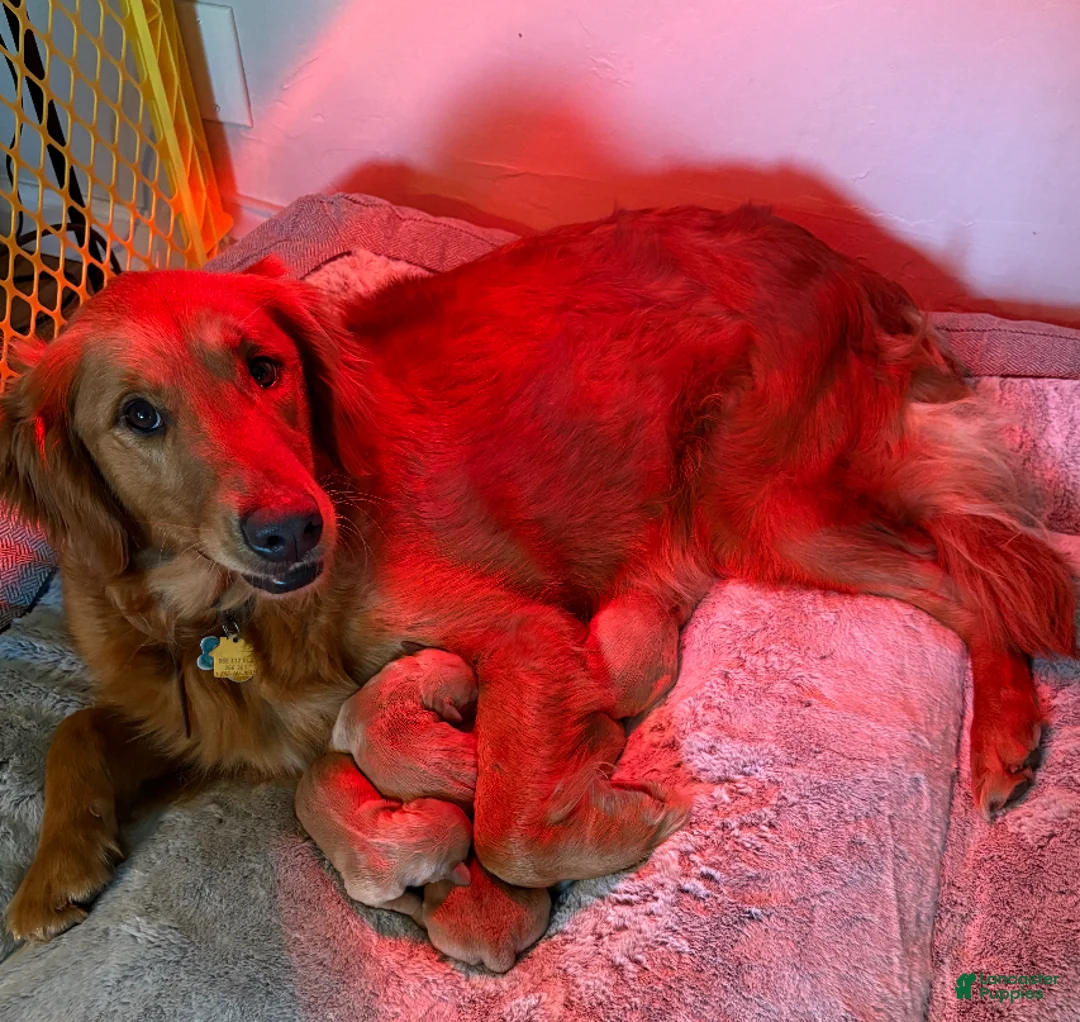 Golden Retriever dogs for sale: Golden Retriever Puppy - Ad 2