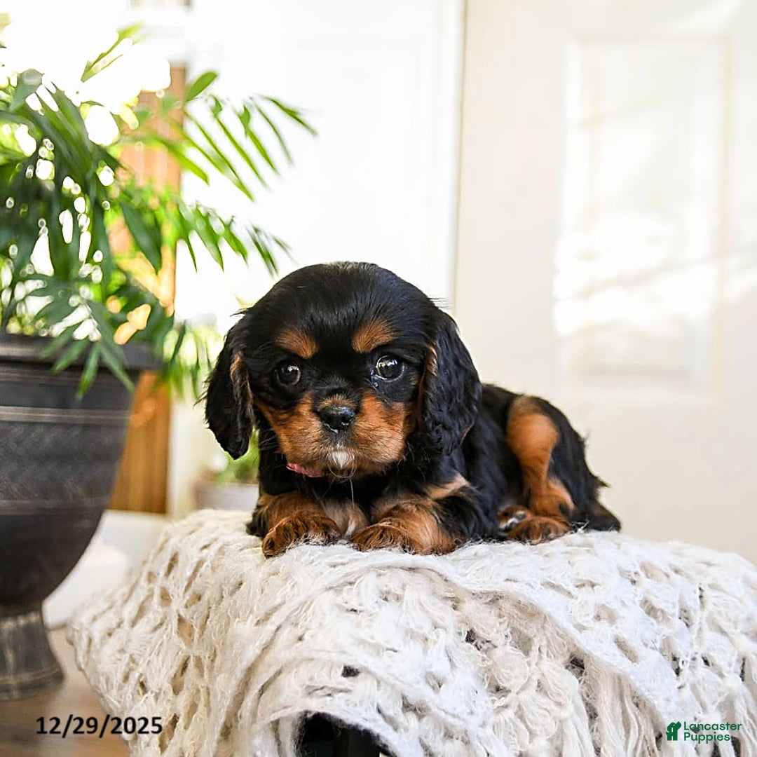 Cavalier King Charles Spaniel dogs for sale: Peppermint - Ad 2