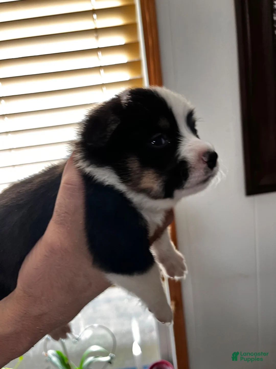Welsh Corgi Pembroke dogs for sale: Welsh Corgi Pembroke 5 - Ad 2
