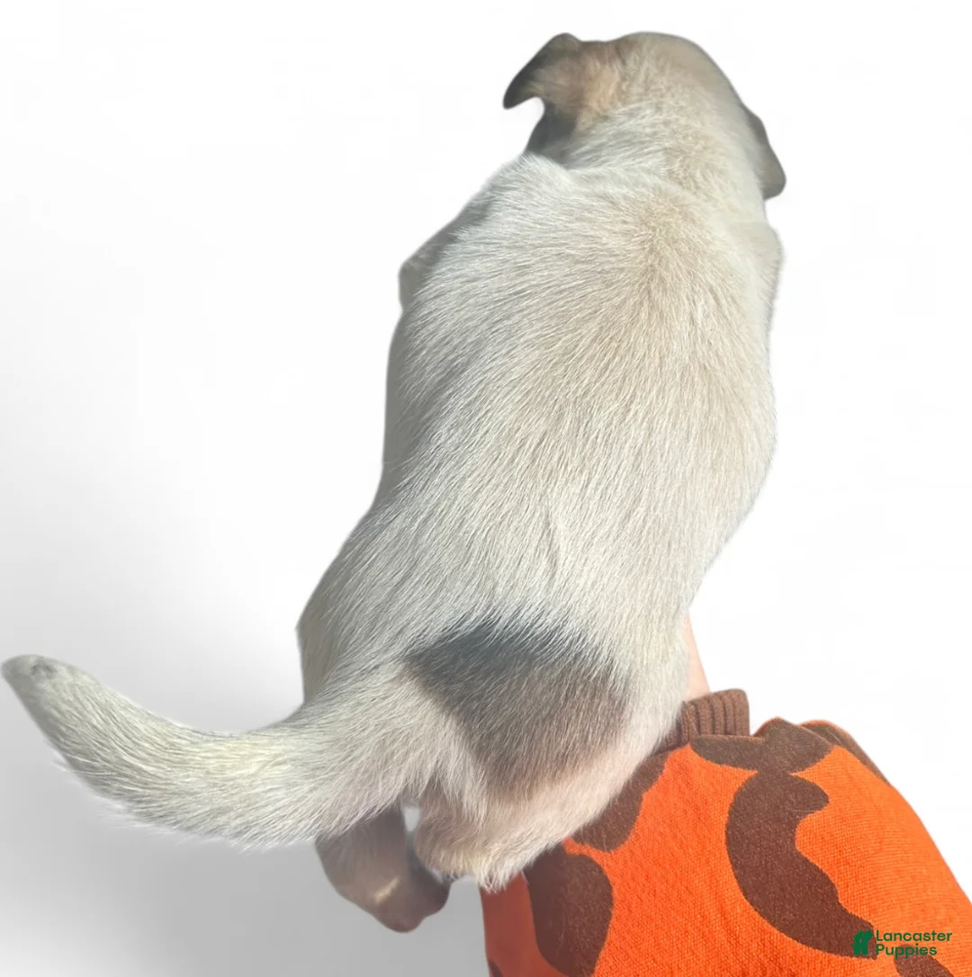 Australian Cattle Dog dogs for sale: Australian Cattle Dog Puppy 4 - Ad 2