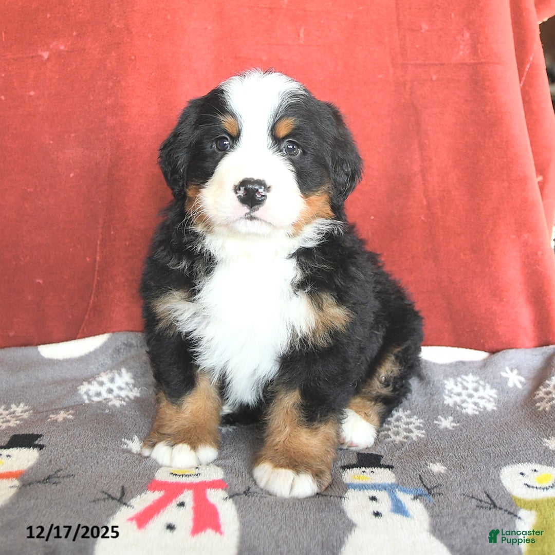 Bernese Mountain Dog dogs for sale: Big Ben - Ad 1
