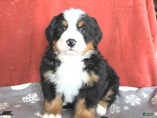 Bernese Mountain Dog dogs Big Ben - Ad 5